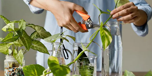 Propagar tus plantas.