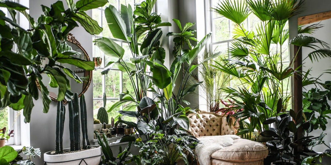 Plantas de interior EXTRA GRANDES…La nueva tendencia.