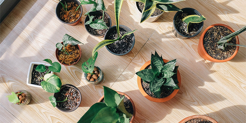 Consejos para cuidar tus plantas en verano.