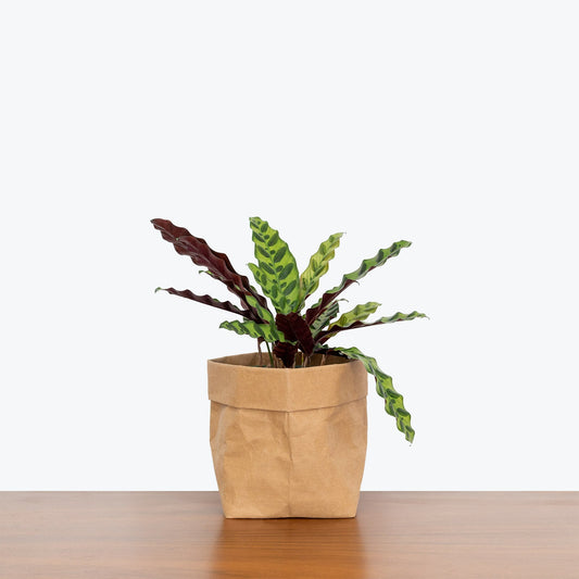 Calathea Lancifolia