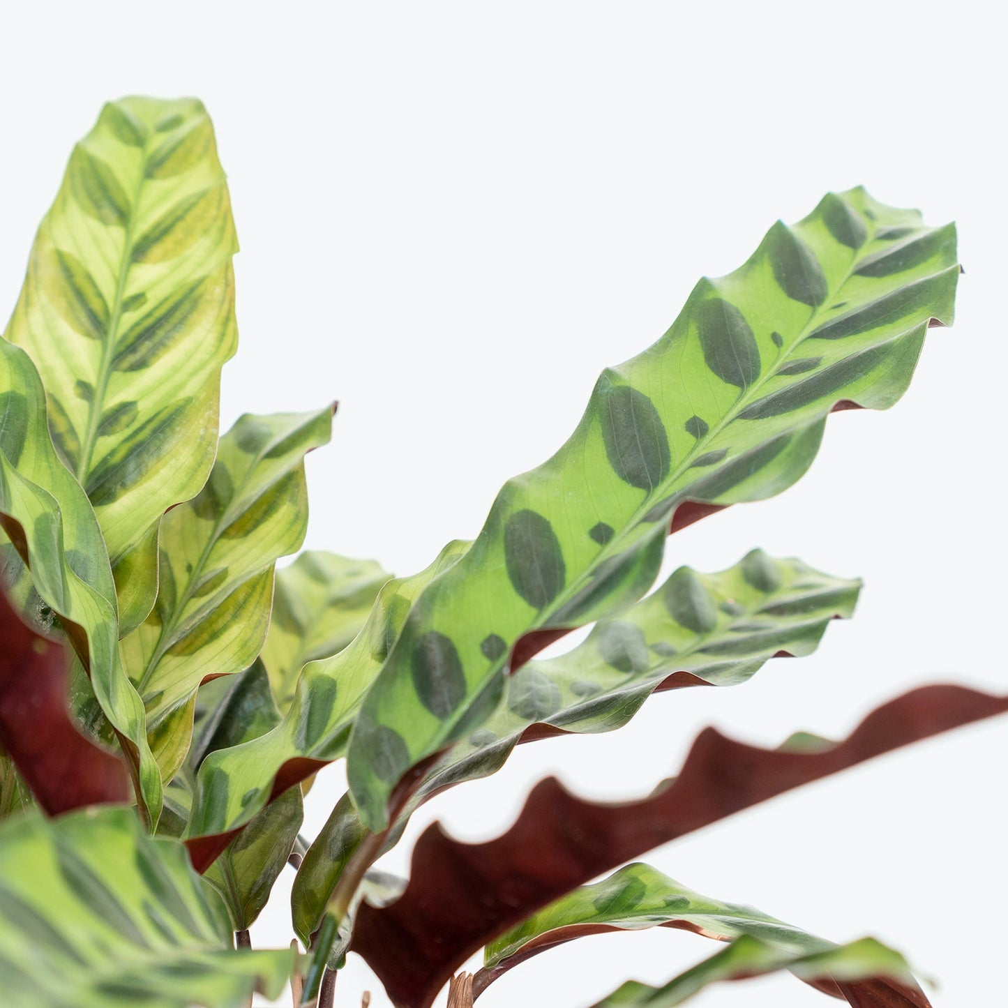 Calathea Lancifolia