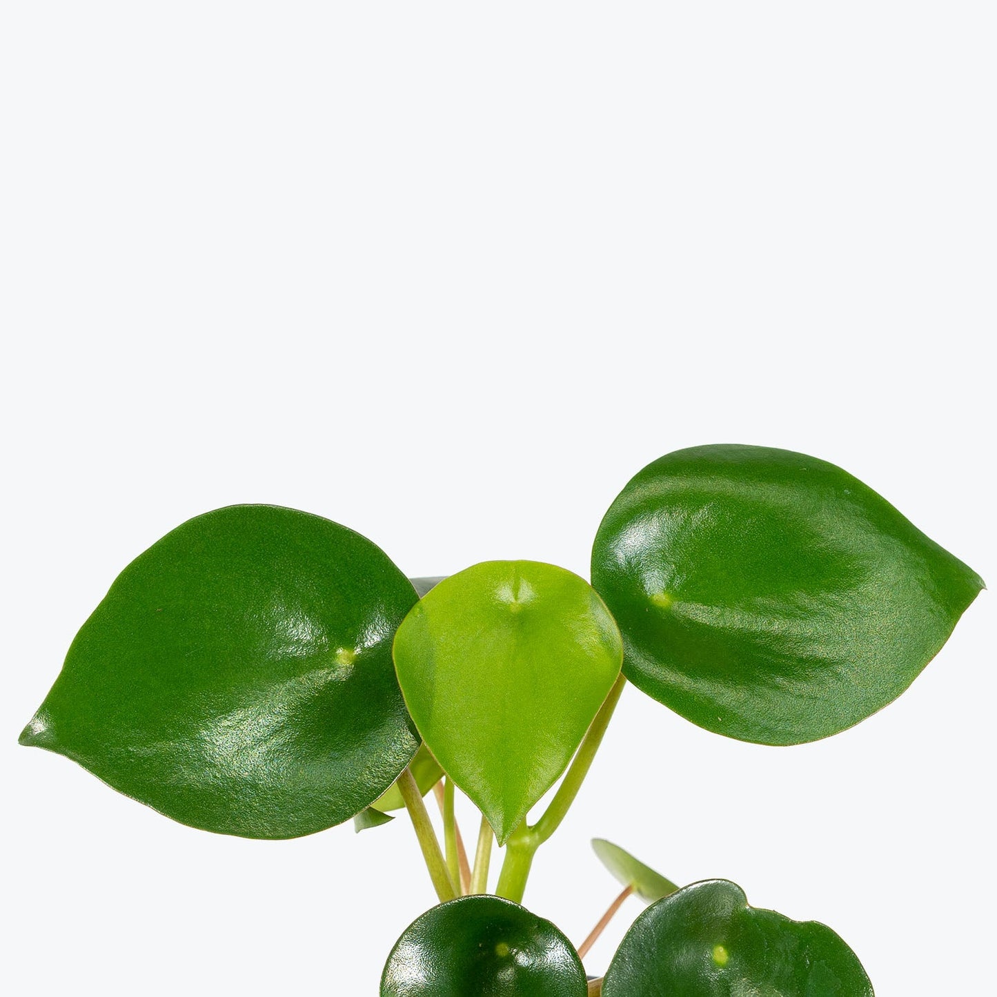 Peperomia Gota de Lluvia