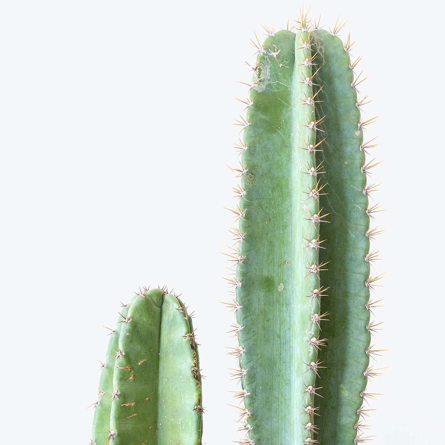 San Pedro