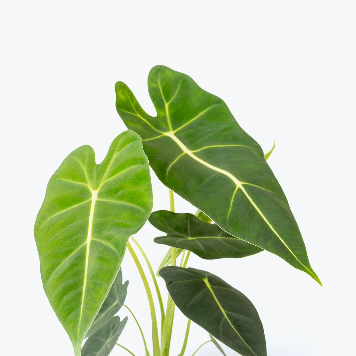 Alocasia Frydek