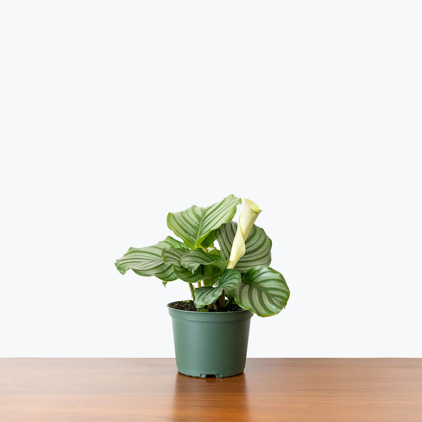 Calathea Orbifolia