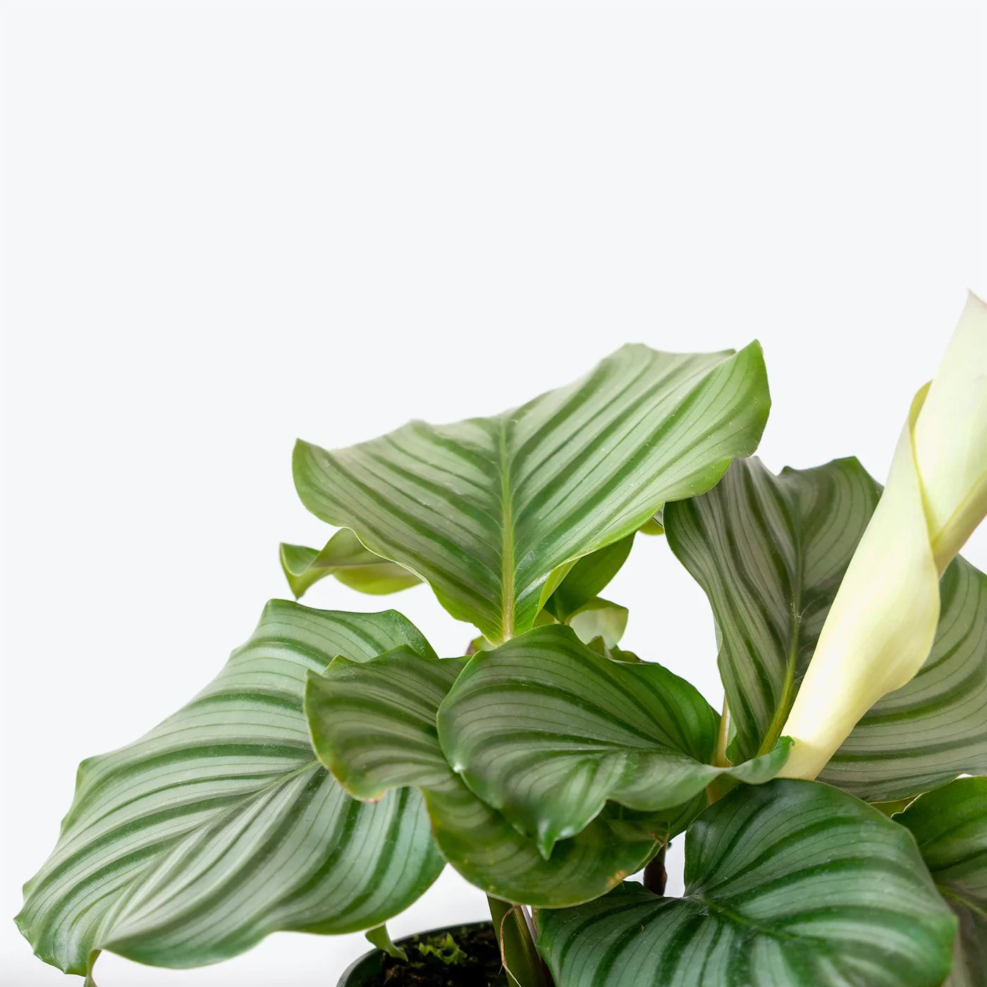 Calathea Orbifolia