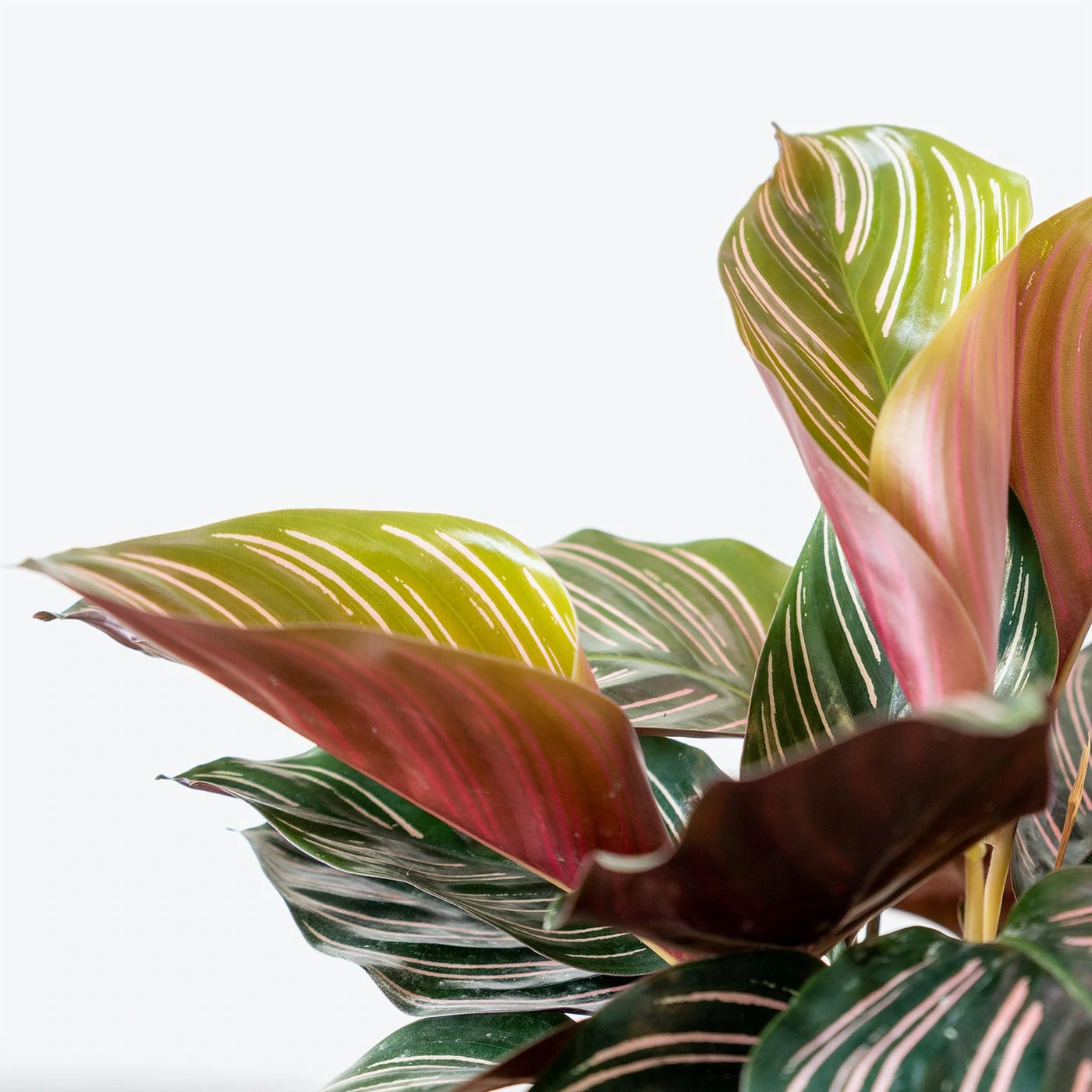 Calathea Ornata