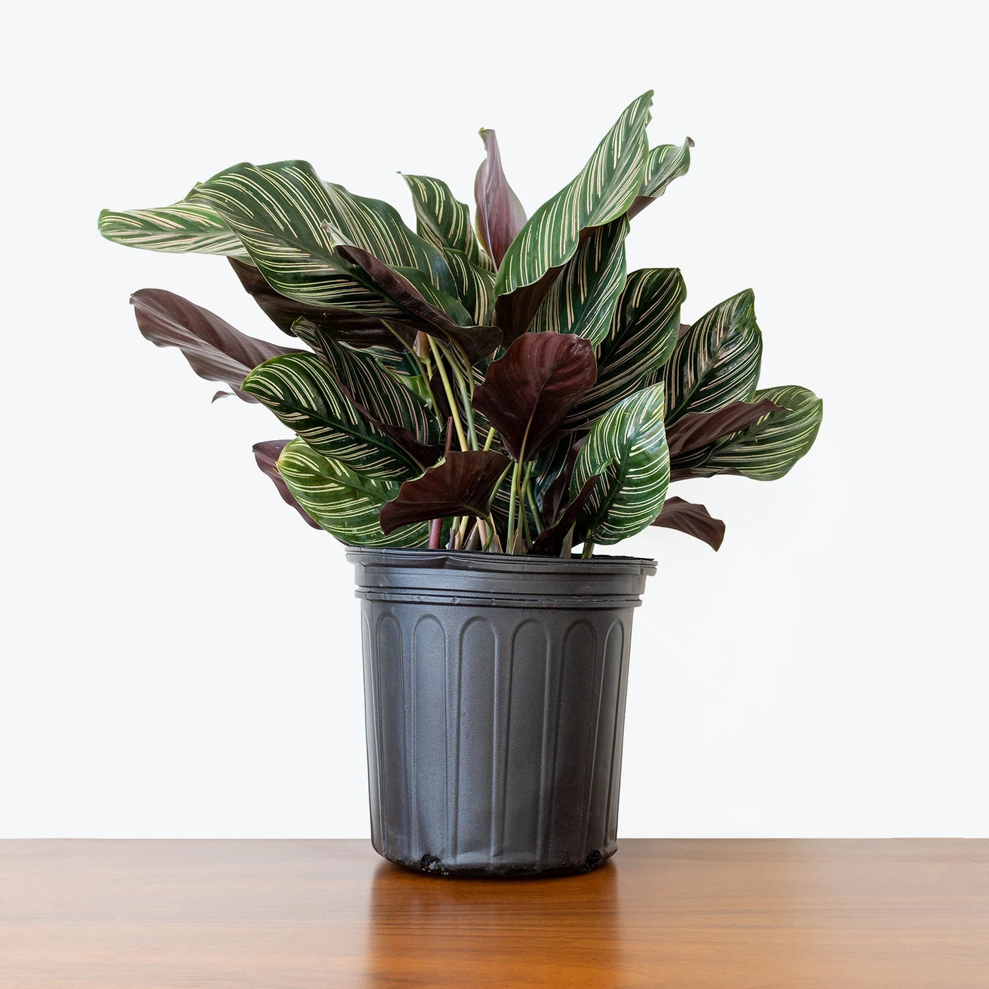 Calathea Ornata