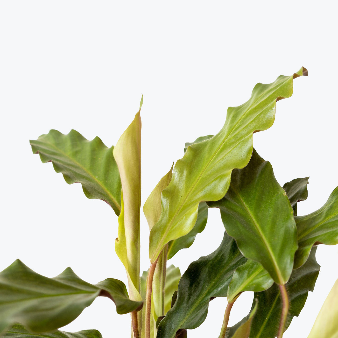 Calathea Rufibarba