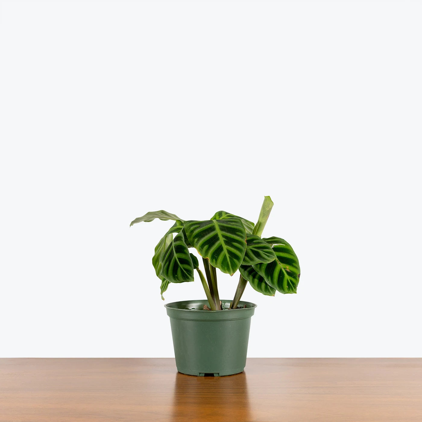 Calathea Zebrina