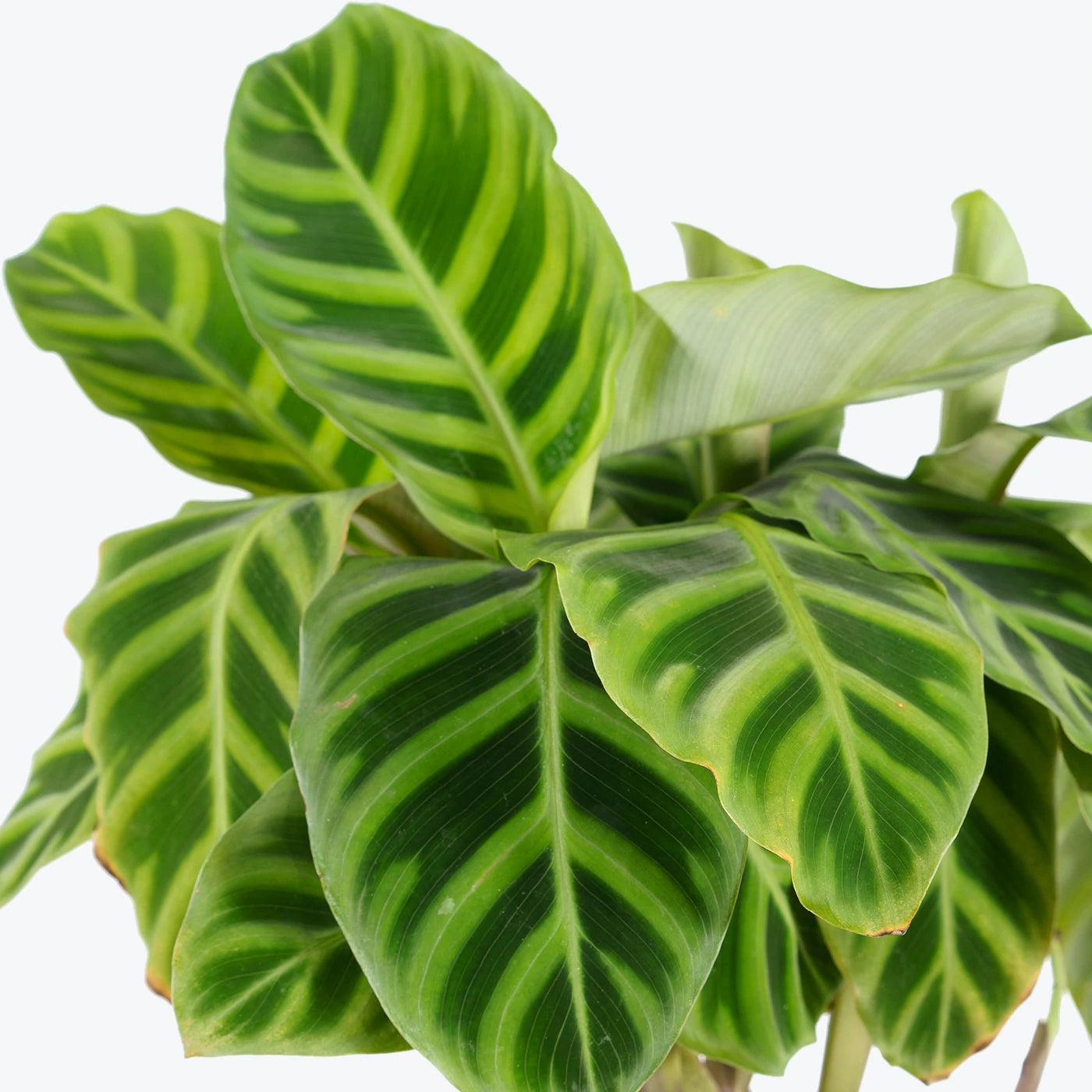 Calathea Zebrina