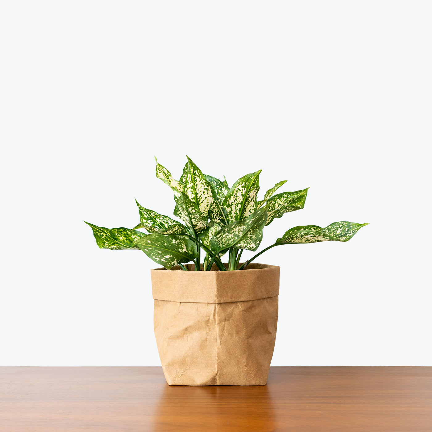 Aglaonema Osaka