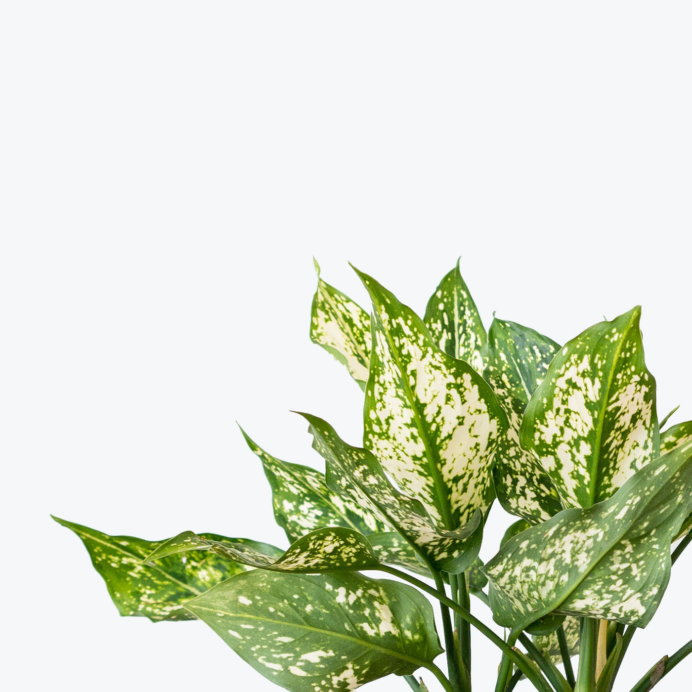 Aglaonema Osaka