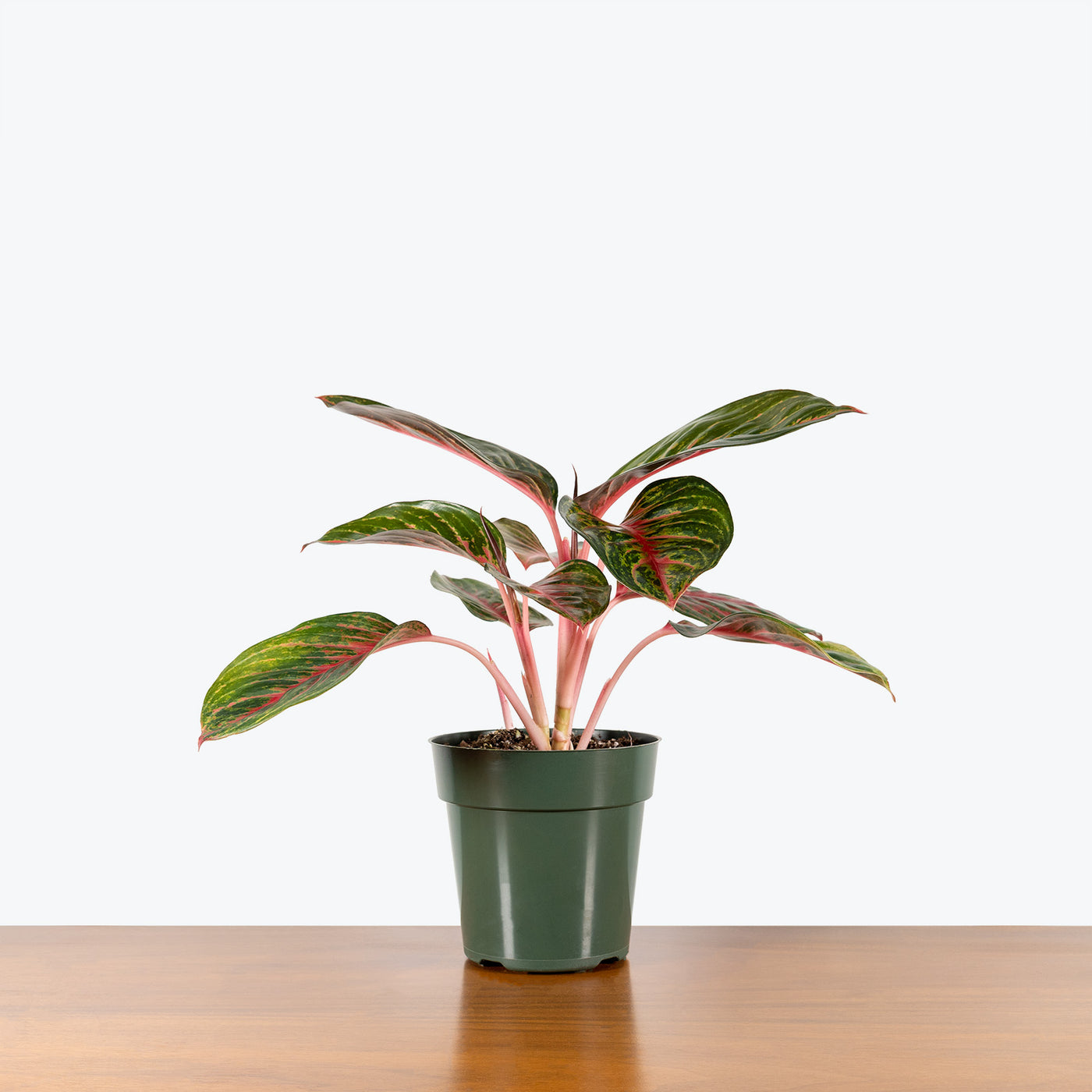 Aglaonema Siam