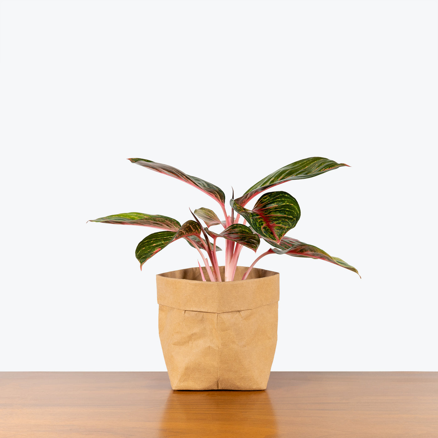 Aglaonema Siam