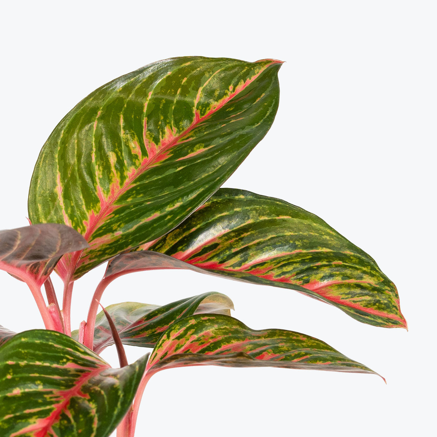 Aglaonema Siam