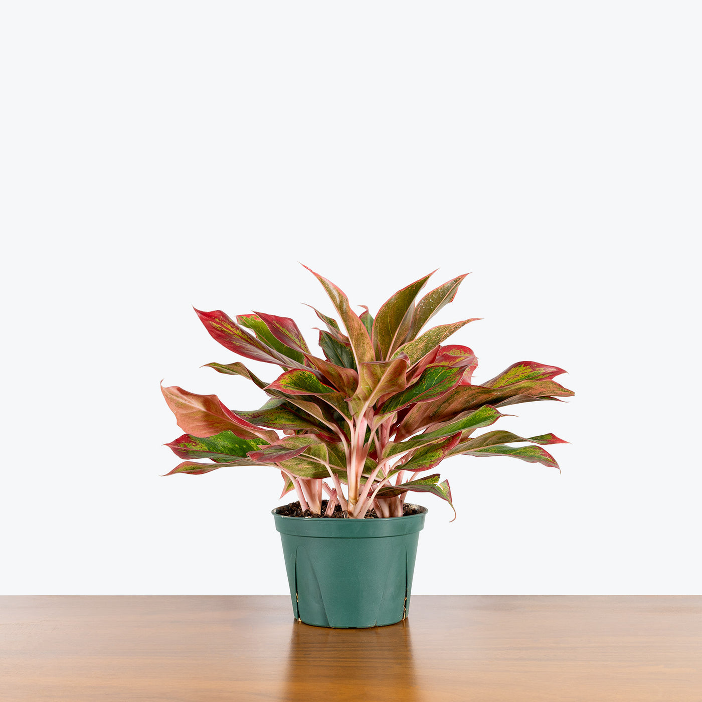 Aglaonema Siam Roja