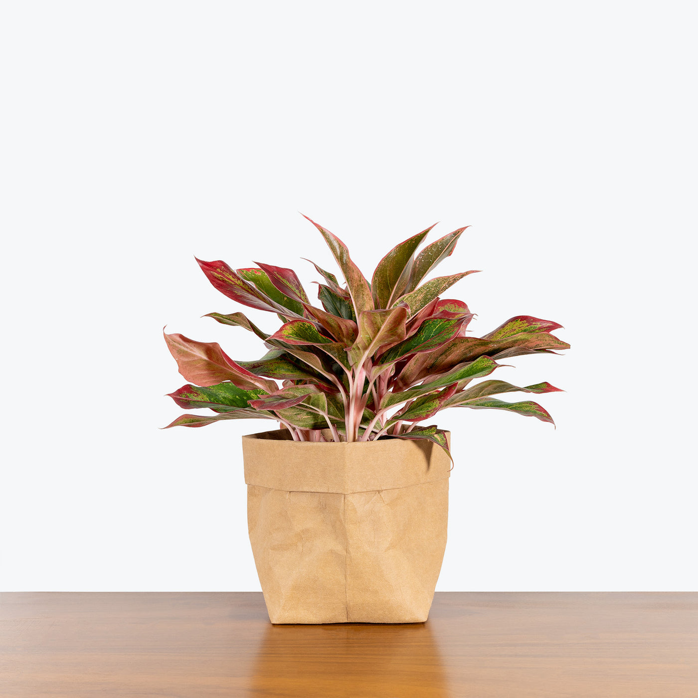 Aglaonema Siam Roja