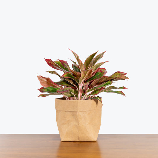 Aglaonema Siam Roja