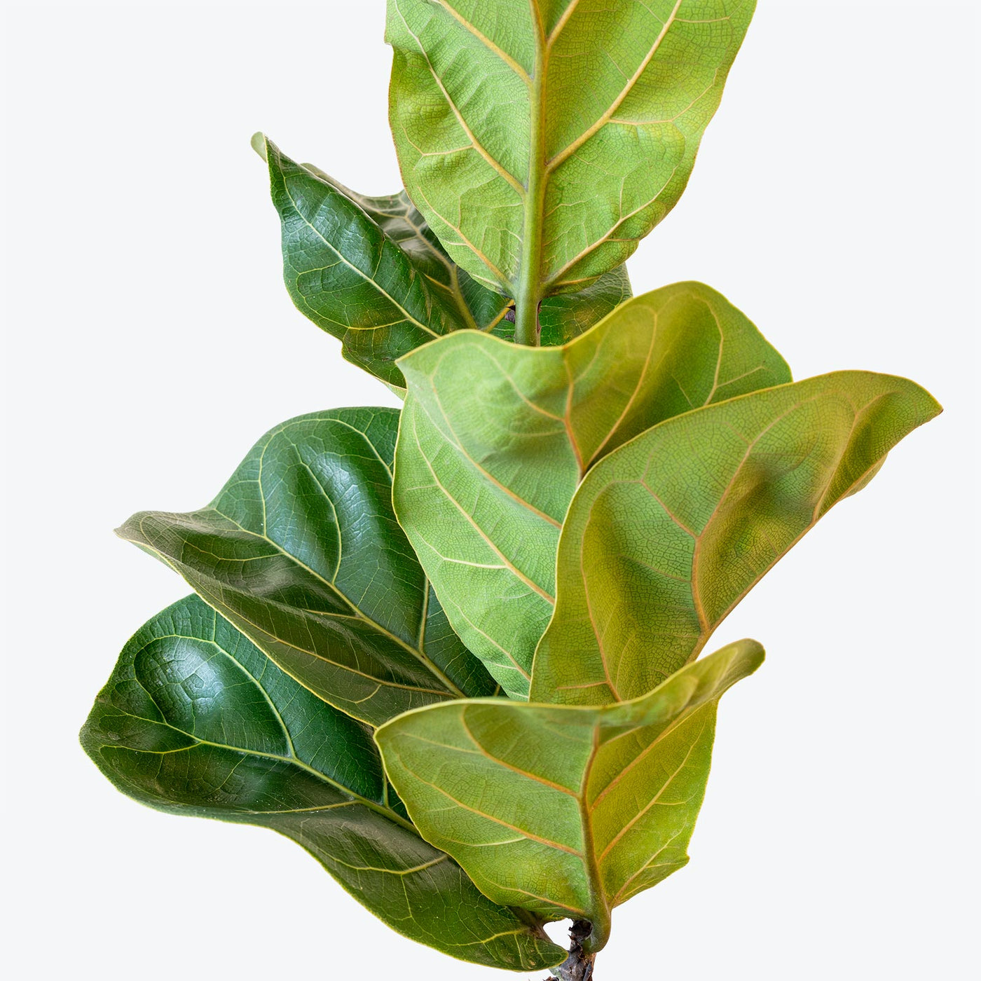 Ficus Lyrata