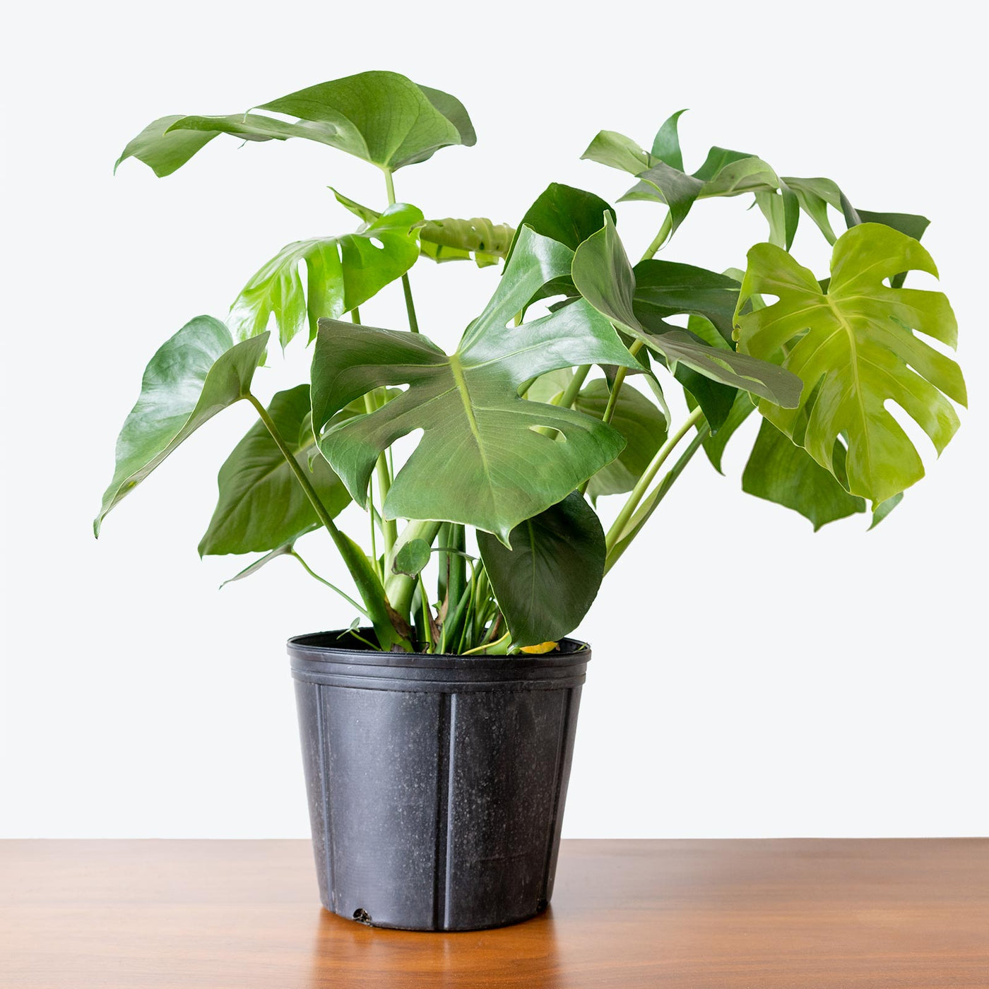 Monstera Deliciosa