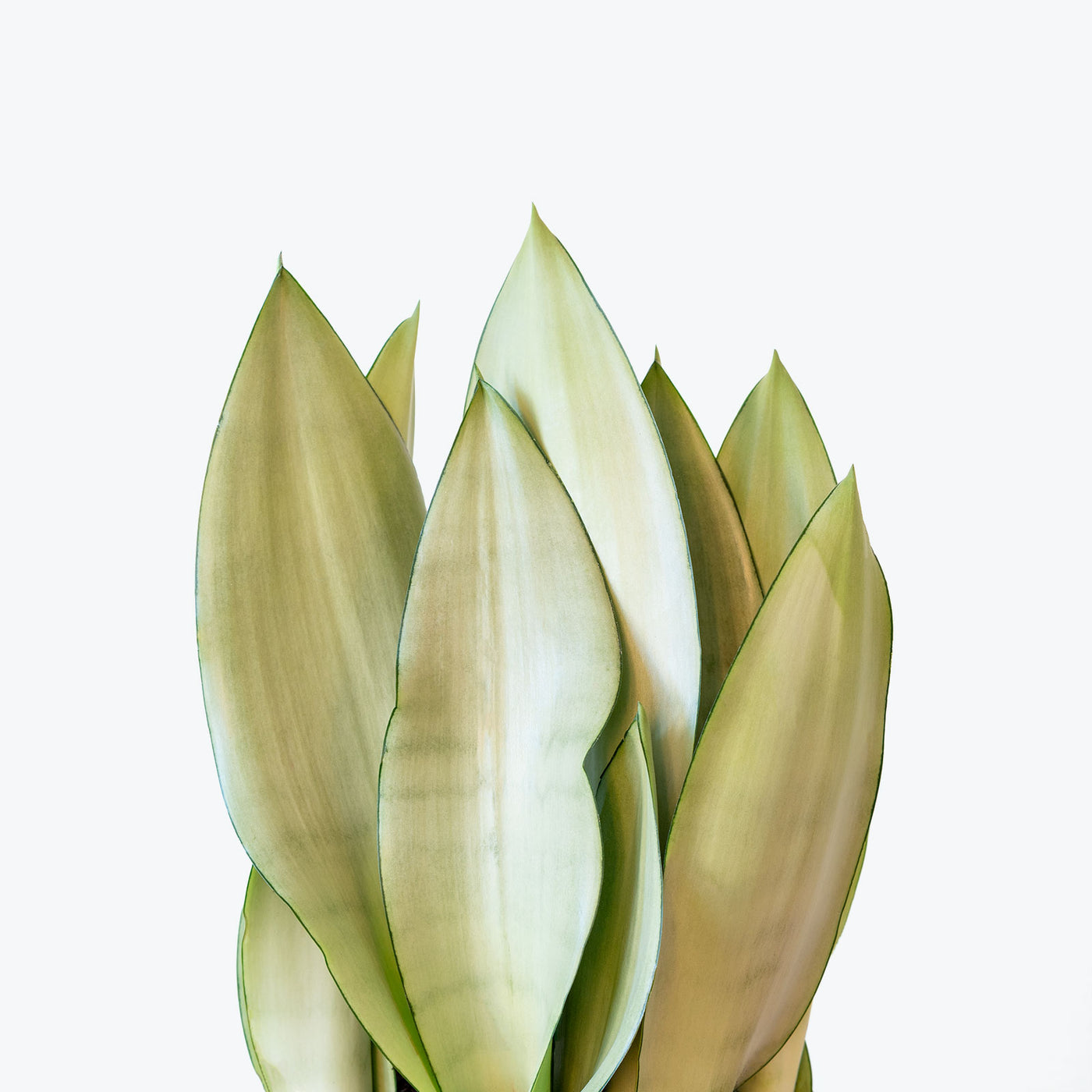 Sansevieria Moonshine