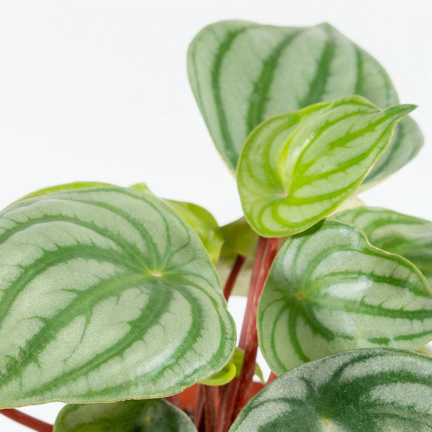 Peperomia Sandia