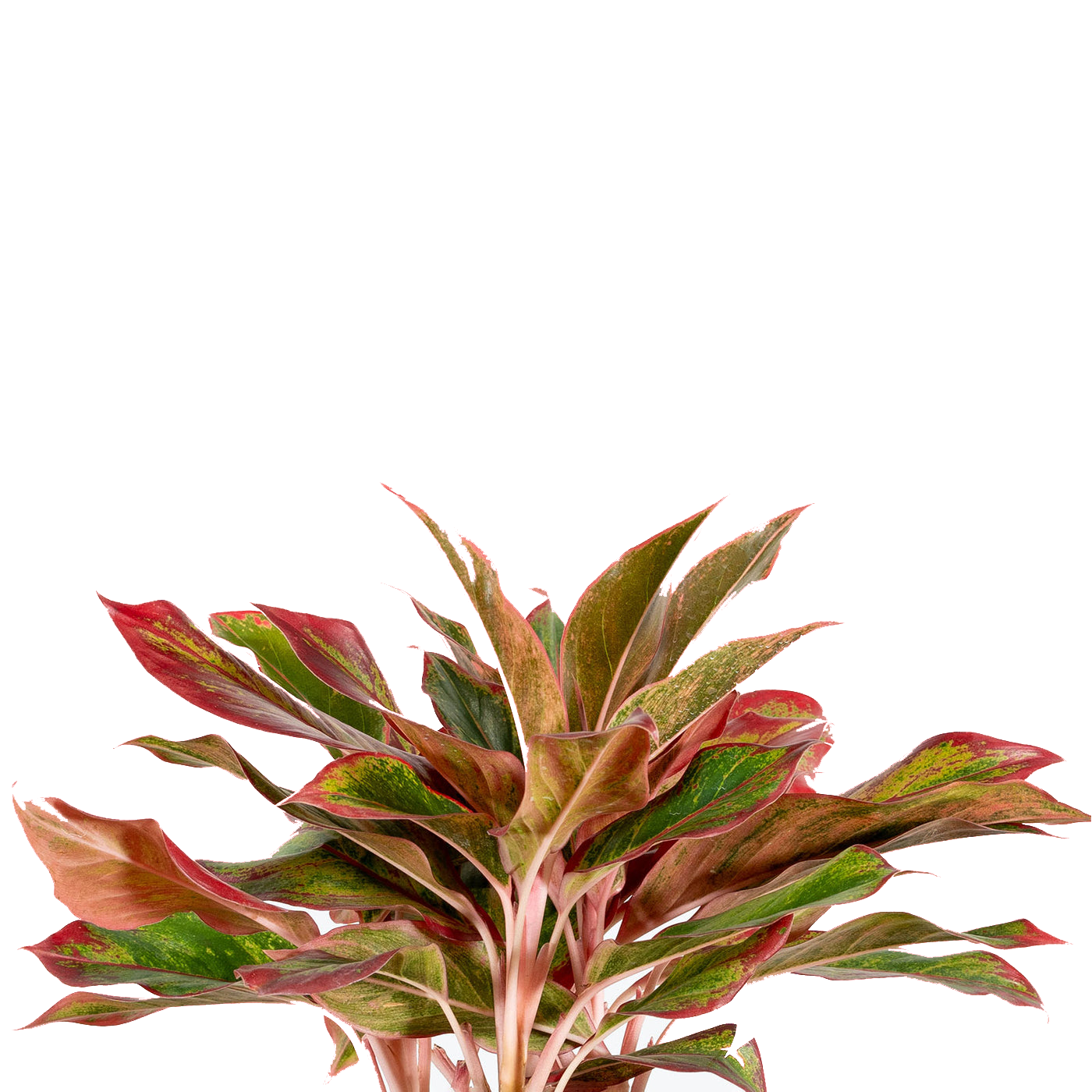 Aglaonema Siam Roja